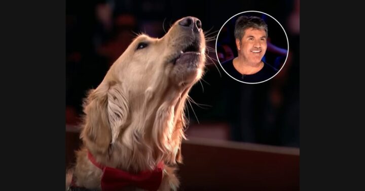 Oscar and Pam on AGT: A Novelty Act Is Not a Claim About a Dog’s Musical Knowledge